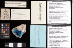 Foto (Objekt + Etiketten) von Bullariscus arcuotorus (Robins, Feldmann & Schweitzer, 2013) 